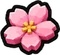 Pink cherry blossom flower with yellow center on dark background